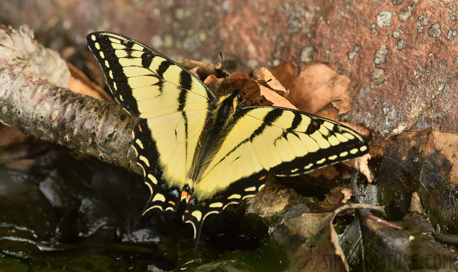 Papilio canadensis [400 mm, 1/500 sec at f / 8.0, ISO 2000]